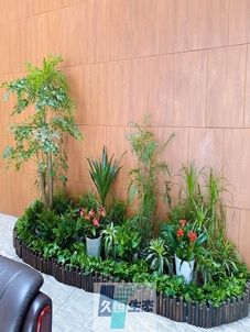 巢湖企业大厅绿植组合摆放