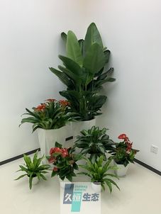 巢湖办公室花卉绿植租摆简约组合